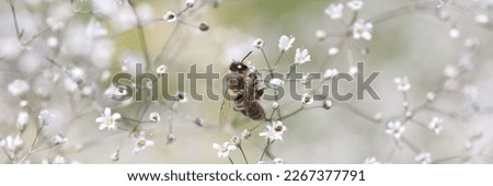 Abstract background bee on wild gypsophila flower. Nature concept