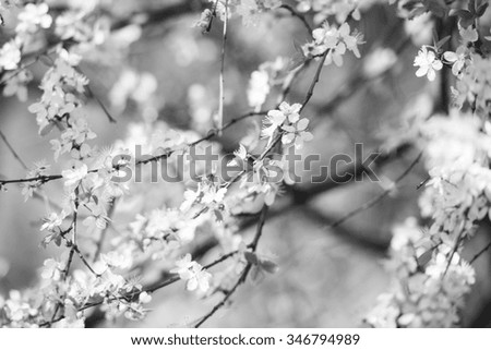 Similar – Cherry blossom | pink ornamental flower