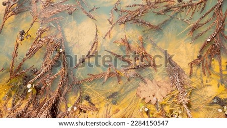 abstract background: branches and leaves in a forest puddle