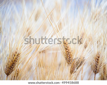 Similar – country love Wheat ear