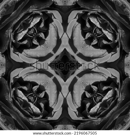 abstract background of bw rose flower with water drops pattern of a kaleidoscope. black white monochrome fractal mandala. kaleidoscopic arabesque. geometrical ornament floral seamless pattern