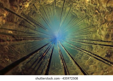 abstract background cave underwater algae
