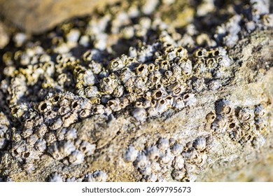 Abstract background of a cluster of barnacles, macro