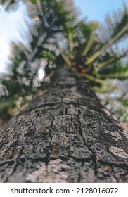 An Abstract Background Of Coconut Tree Close Up 