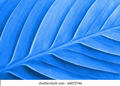 abstract background with colored leave texture and copyspace