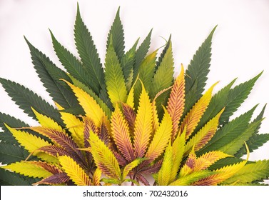 Abstract background with colorful assorted cannabis leaves isolated over white - medical marijuana cultivation concept
