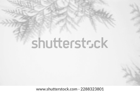 Abstract background with copy space. Shadow from thuja leaves on a white surface.