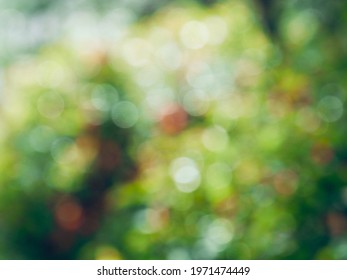 Abstract background of forest bokeh, missed focus