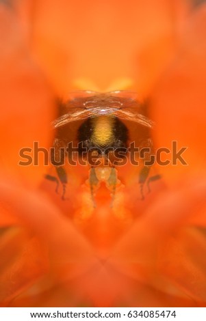 Honey bee on poppy flower