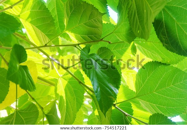 新鮮な桑の葉やモラスを木の上に描いた抽象的な背景で おいしく健康的な食事のお茶と具を作るのに使われます の写真素材 今すぐ編集