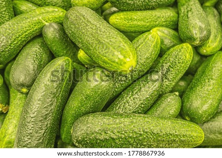 Similar – It’s pickling cucumber time again / washed pickled cucumbers