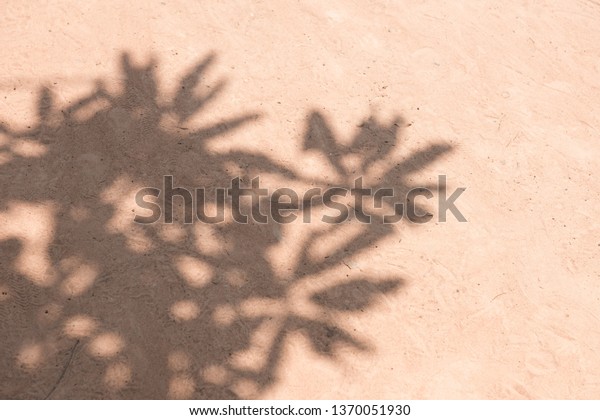 Abstract background, gray shadows of\
natural leaves, fallen branches on the surface of the sand wall for\
the background and black and white tone\
wallpaper.