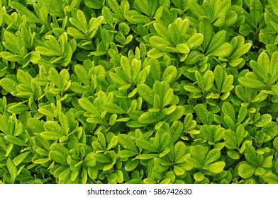 Abstract background of green boxwood (Buxus sempervirens). Greenery pattern of leaves with water drops. Wet natural plant.