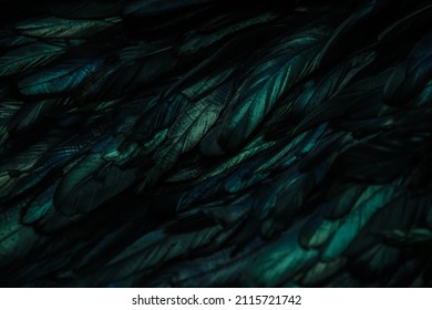 abstract background of green dark feathers, rainbow green highlights on the plumage	
