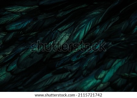 abstract background of green dark feathers, rainbow green highlights on the plumage	
