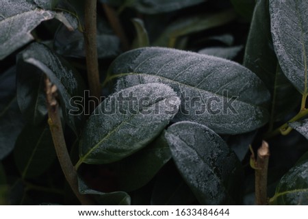 Abstract background of green frosty bay leaf on bush at winter. Hoarfrost on the bay leaves, atmospheric photo.
