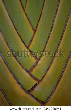 abstract background of green intertwined palm branches