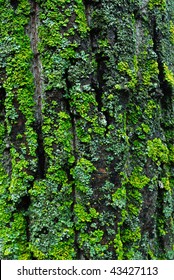 Abstract Background Of Green Lichen On The Tree Bark In Emily Murphy Park, Edmonton, Alberta, Canada