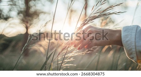 Abstract background. Hand that touches the grassy field under the morning sunlight represents the care for nature and the beginning of new life