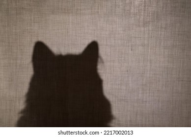 Abstract Background. The Head Of A Cat Behind A Beige Fabric. Shadow, Silhouette Of A Cat. Fabric Texture With Copy Space. 