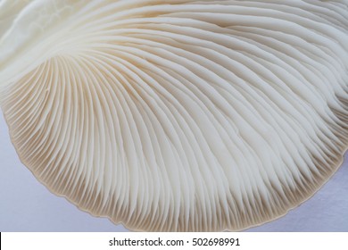 15,155 Abstract Mushroom Macro Images, Stock Photos & Vectors