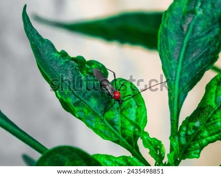 Abstract background macro photography of insects attached to plants