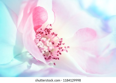 Abstract background of macro rose beauty in pastel colors - mauve pink, yellow, Tiffany blue green to ultraviolet purple. Love, beauty, wellness, wedding congratulations and birthday card concepts.