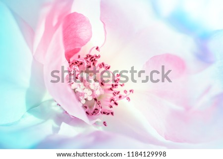 Abstract background of macro rose beauty in pastel colors - mauve pink, yellow, Tiffany blue green to ultraviolet purple. Love, beauty, wellness, wedding congratulations and birthday card concepts.
