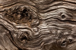 Abstract Background Made Of Natural Wood Texture. Amazing Forms And Holes Created By The Natural Erosion. Brown Detail Of Trunk Tree. Organic Nature Textures, Shapes And Knots . Driftwood. Wavy Lines