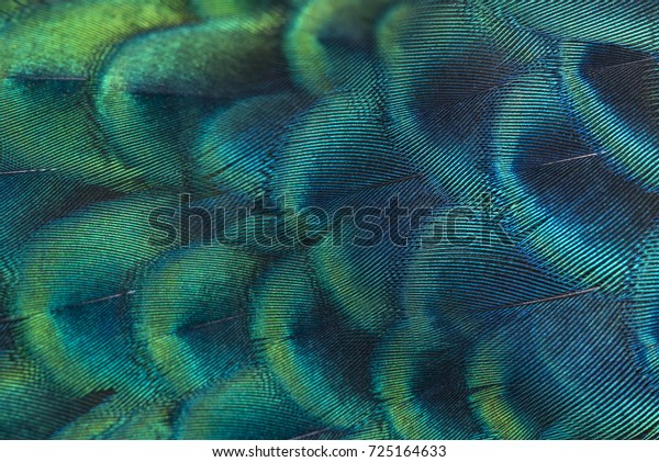 Abstract background made of peacock feathers