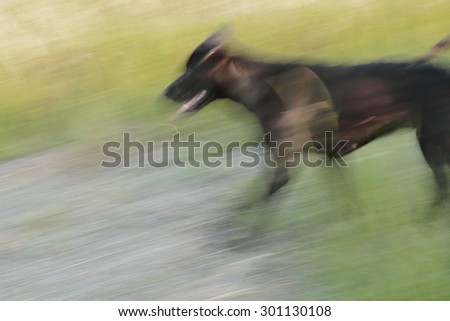 Similar – Image, Stock Photo greyhound Animal Dog 1