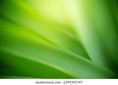 Abstract background nature view with copy space using as background natural landscape,Textures Leaves, cover page, fresh wallpaper concept. - Powered by Shutterstock