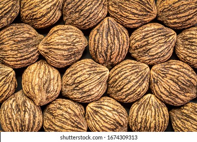 Abstract Background Of Organic Black Walnuts In Shells