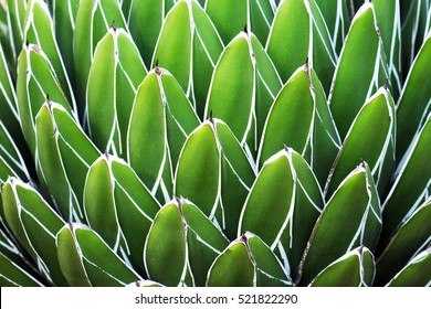 abstract background pattern of Agave victoria-reginae  leaves - succulent flowering perennial plant, noted for its streaks of white on sculptured geometrical leaves