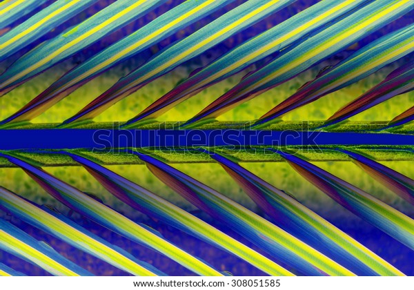 Abstract\
background, Patterns of coconut\
leaves.