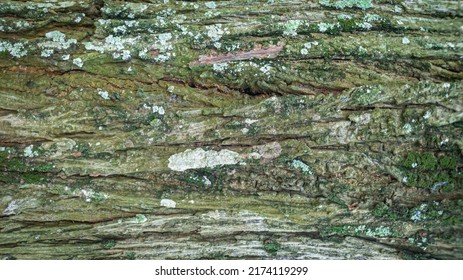 Abstract Background Of Pine Tree Surface Texture