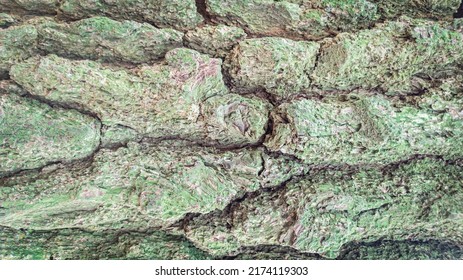 Abstract Background Of Pine Tree Surface Texture