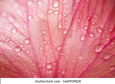 Abstract Background, Pink Flower Petals Close Ups, Nerves And Raindrops