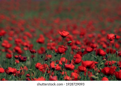 Abstract background with poppies in the field