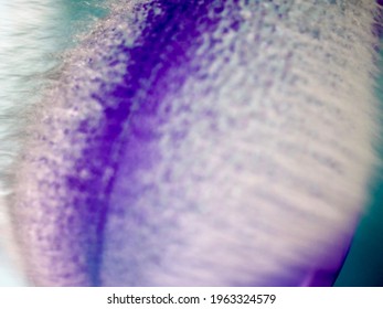 Abstract Background Of Purple Water Ballon About To Pop In Blurred Motion