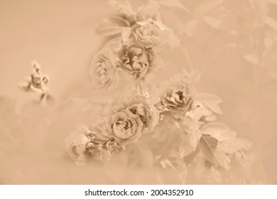 Abstract Background Roses Of Gentle Beige Color. Beautiful Soft Flowers Of Flesh Tones.