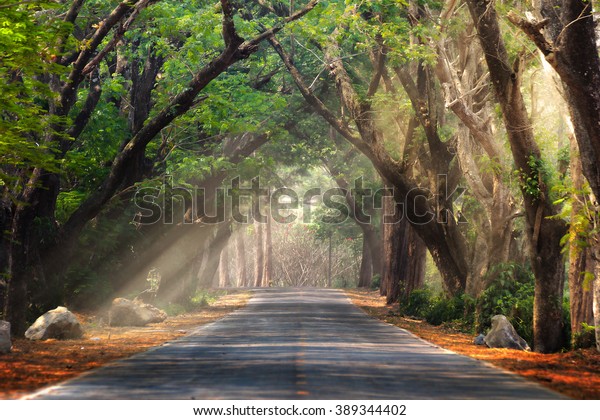 Abstract background of route and journey amidst the big tree and beautiful nature