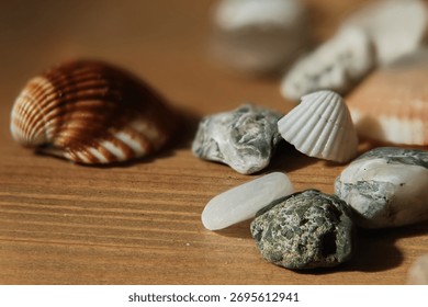 Abstract background with seashells and shells. Decorative collection with a marine theme for greeting cards, labels, or gift tags.