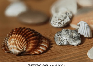 Abstract background with seashells and shells. Decorative collection with a marine theme for greeting cards, labels, or gift tags.