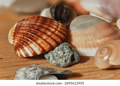 Abstract background with seashells and shells. Decorative collection with a marine theme for greeting cards, labels, or gift tags.