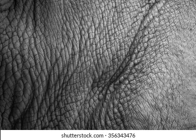 2,056 Rhino Skin Texture Images, Stock Photos & Vectors 