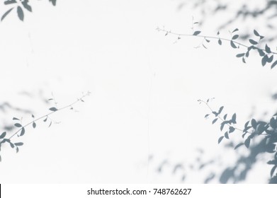abstract background of shadows leaves on a white wall. White and Black.