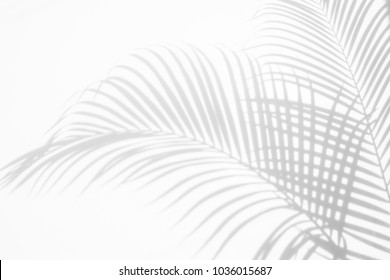 abstract background of shadows palm leaf on a white wall. White and Black. - Shutterstock ID 1036015687