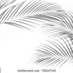abstract background of shadows palm leaf on a white background. White and Black - Shutterstock ID 750147145