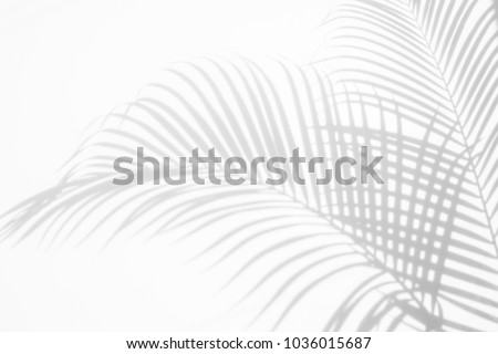 abstract background of shadows palm leaf on a white wall. White and Black.